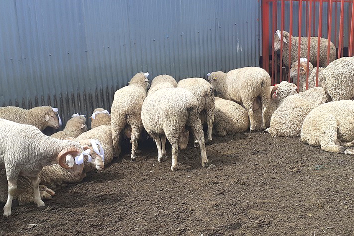 Wool farmers get M300 000 shot in the arm Wool farmers get M300 000 shot in the arm