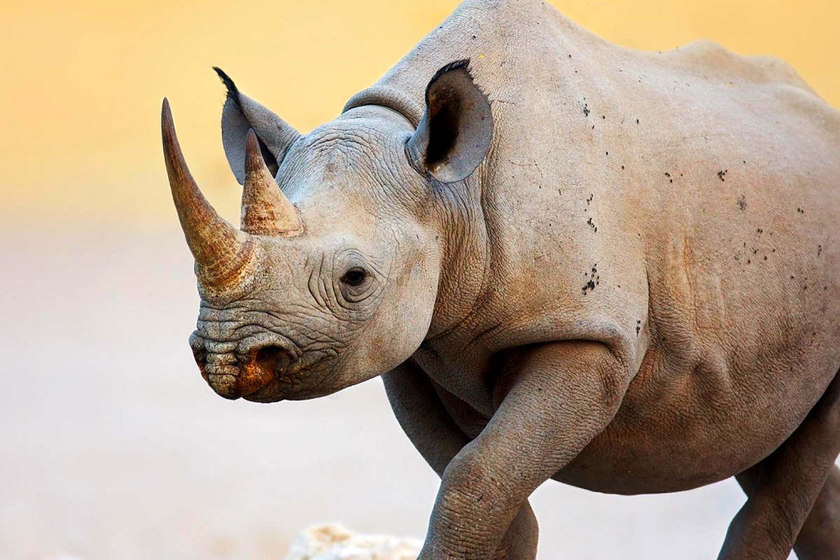 Namibia reports record level of rhino poaching
