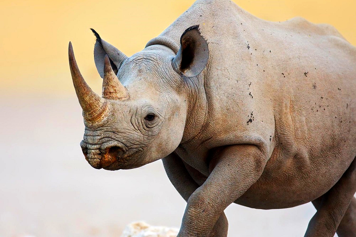 Namibia reports record level of rhino poaching Namibia reports record level of rhino poaching