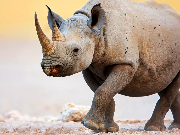 Namibia reports record level of rhino poaching