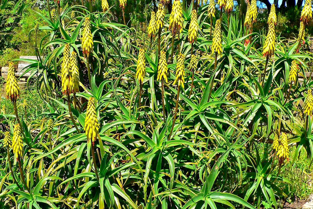 NUL student reveals secrets of Hardy Aloe (Mohalakane) NUL student reveals secrets of Hardy Aloe (Mohalakane)