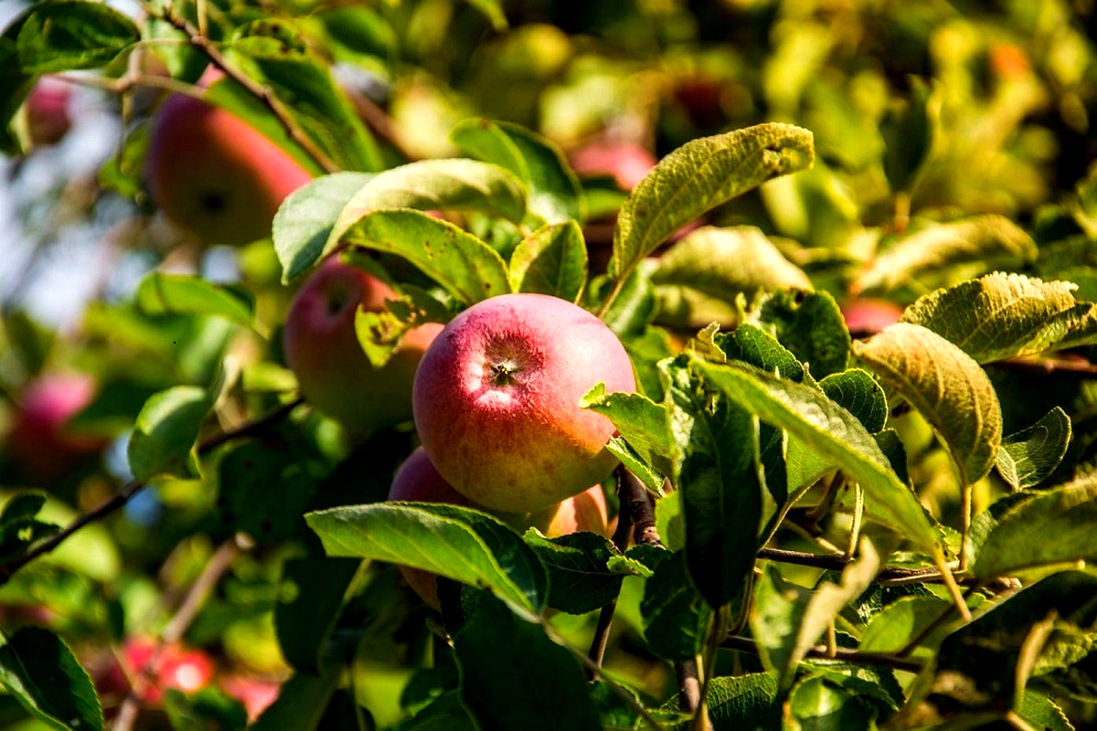 LHDA donates 2 200 fruit trees in Mokhotlong