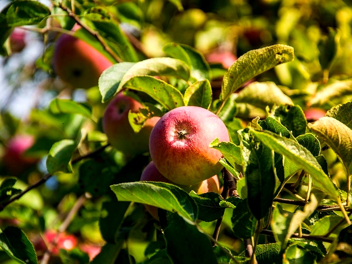 LHDA donates 2 200 fruit trees in Mokhotlong