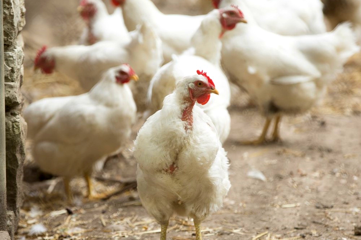 Poultry business set to get back on track Poultry business set to get back on track