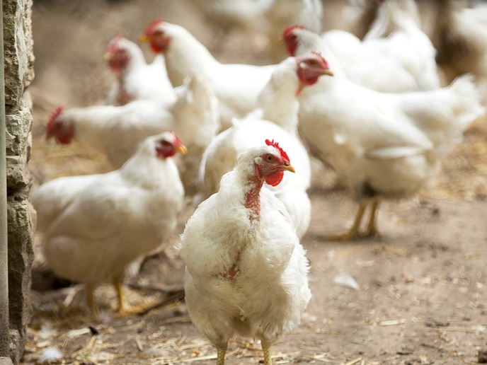 Poultry business set to get back on track