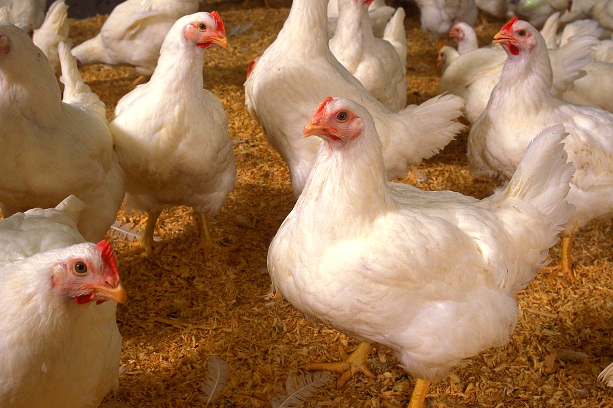 Chickens can only be purchased in selected SA provinces