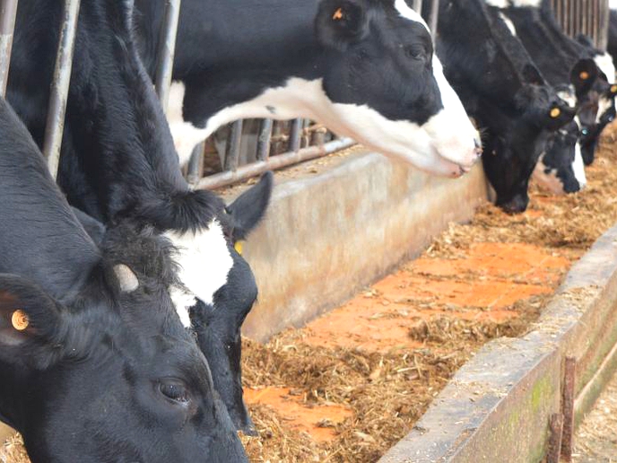 Dairy farmers to consult Dairy Board