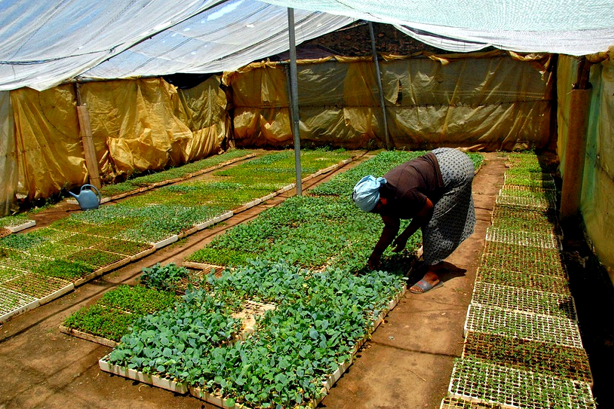 Russia/Ukraine war debilitates Basotho farmers