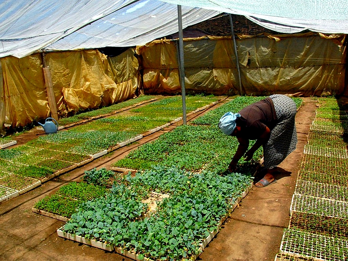 Russia/Ukraine war debilitates Basotho farmers