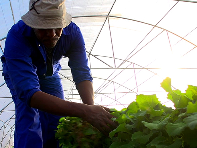 A farmer can now grow vegetables all year long