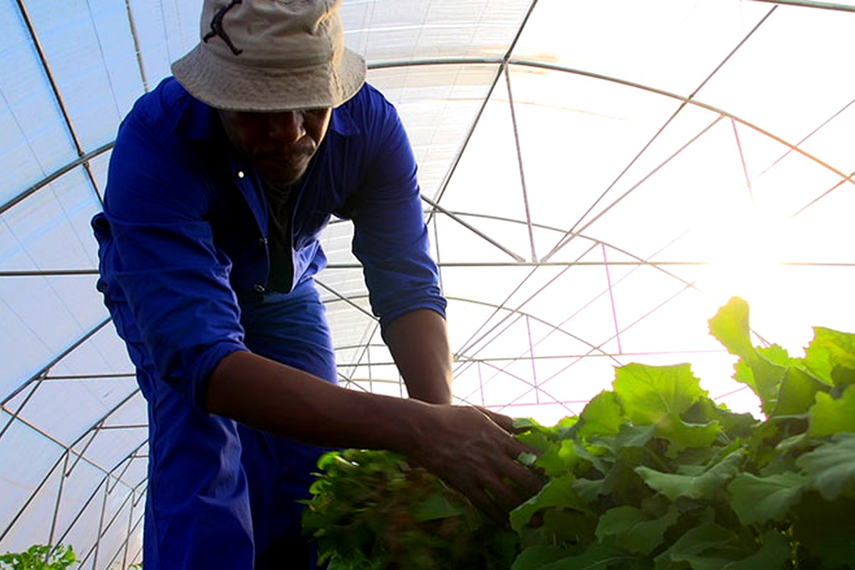 A farmer can now grow vegetables all year long