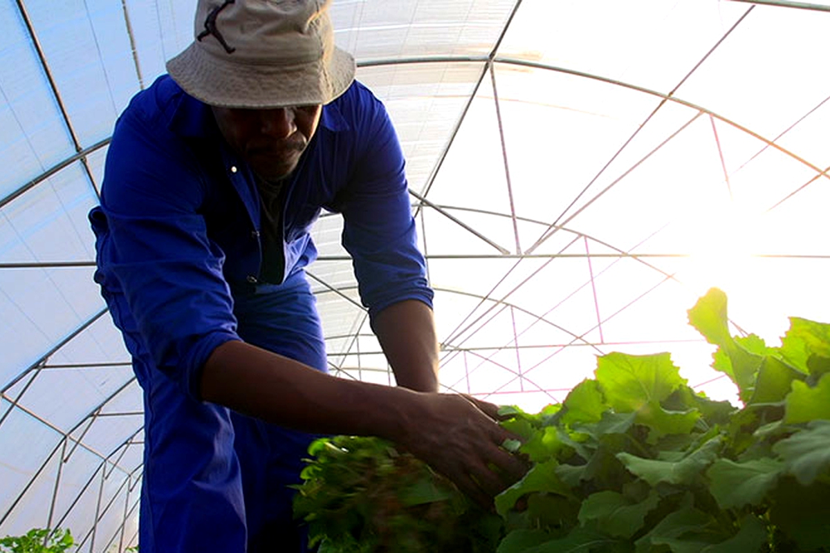 A farmer can now grow vegetables all year long A farmer can now grow vegetables all year long