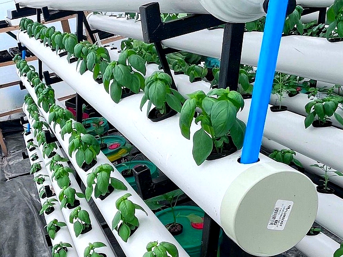 Smart, aeroponic greenhouses established in Lesotho