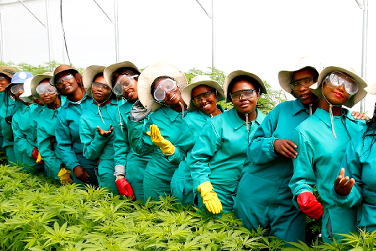 The dawn of cannabis economy The dawn of cannabis economy