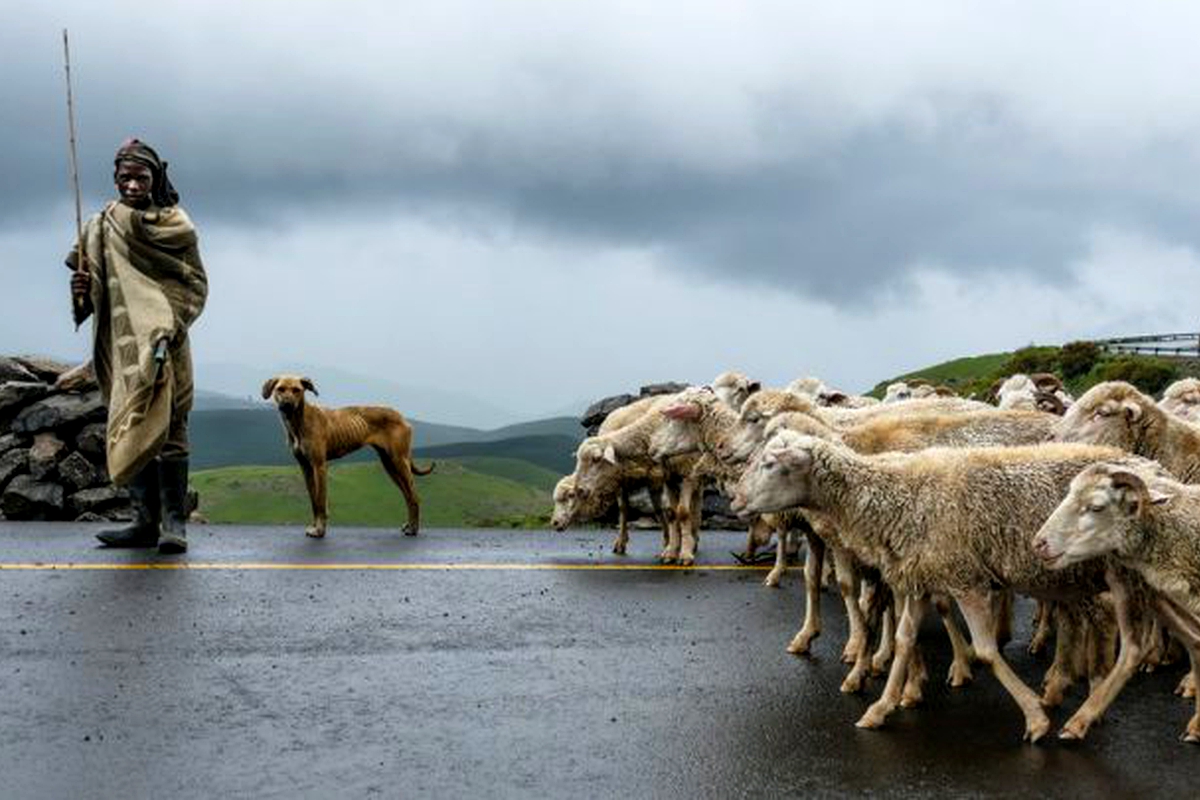 Wool and mohair farmers call for assistance Wool and mohair farmers call for assistance
