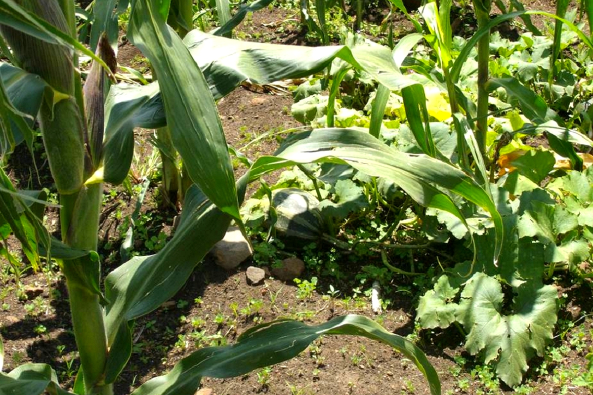Summer cropping continues despite cold front Summer cropping continues despite cold front