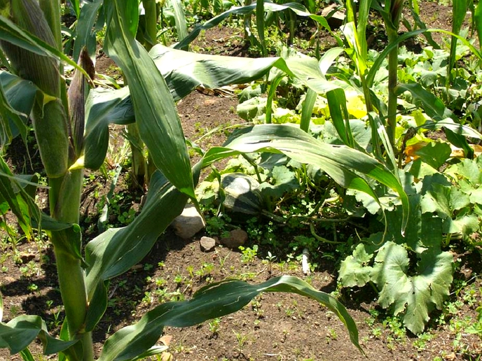 Summer cropping continues despite cold front