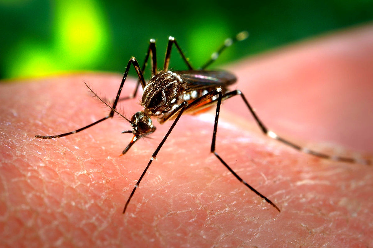 Mosquitoes can always smell humans