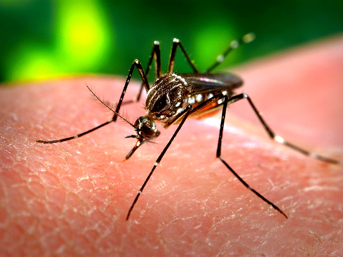 Mosquitoes can always smell humans
