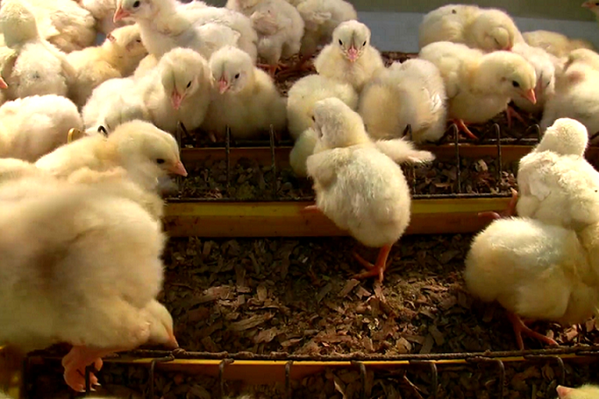 TDA to resume production of chicks TDA to resume production of chicks