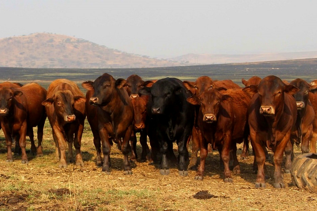 Cattle industry welcomes lifting of ban on livestock movement Cattle industry welcomes lifting of ban on livestock movement