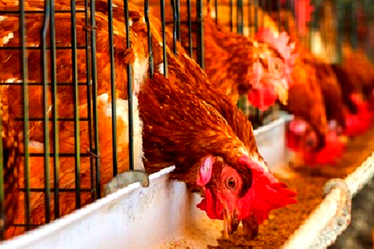 US pledges $31.4 to develop poultry sector in Lesotho