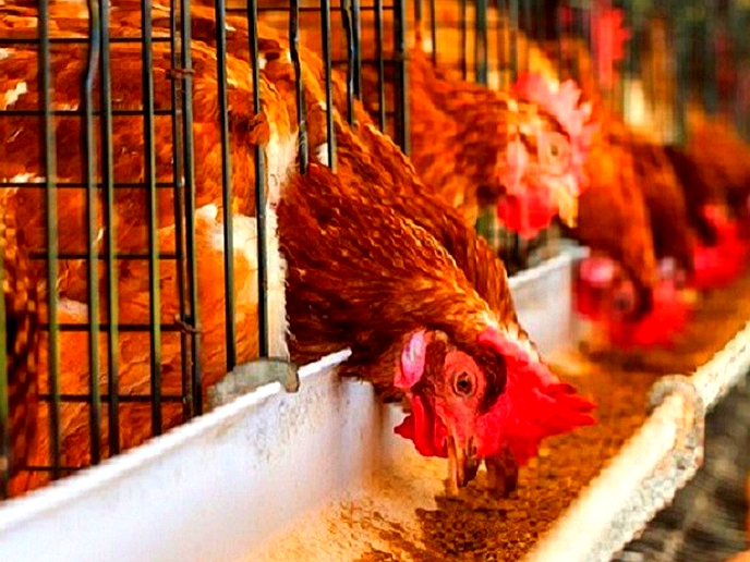 Local poultry sector plunges into fresh chaos