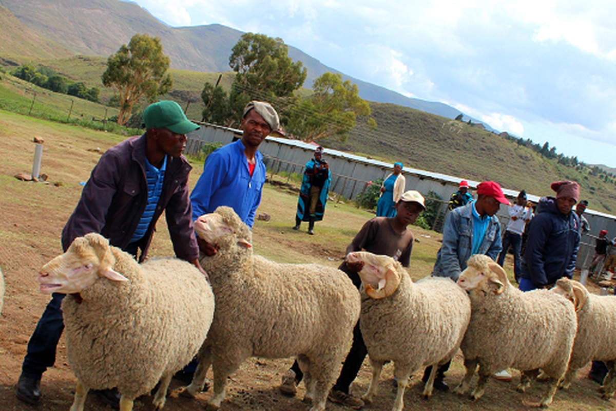 Prizes galore for sheep farmers Prizes galore for sheep farmers