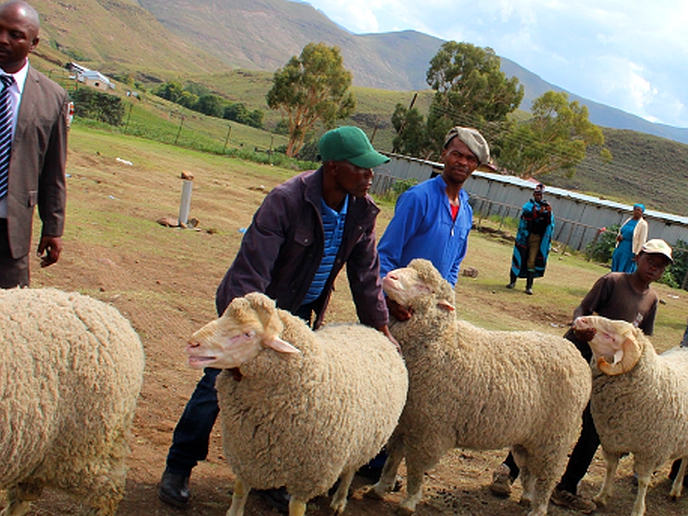 Prizes galore for sheep farmers