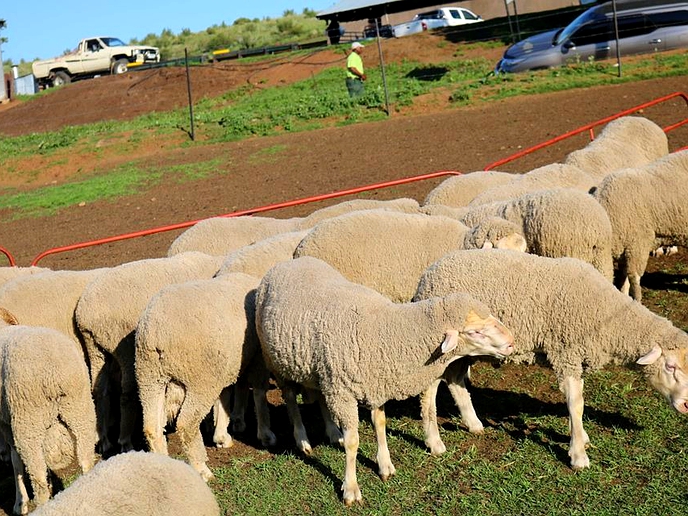 Ministry seeks to regulate wool, mohair industry