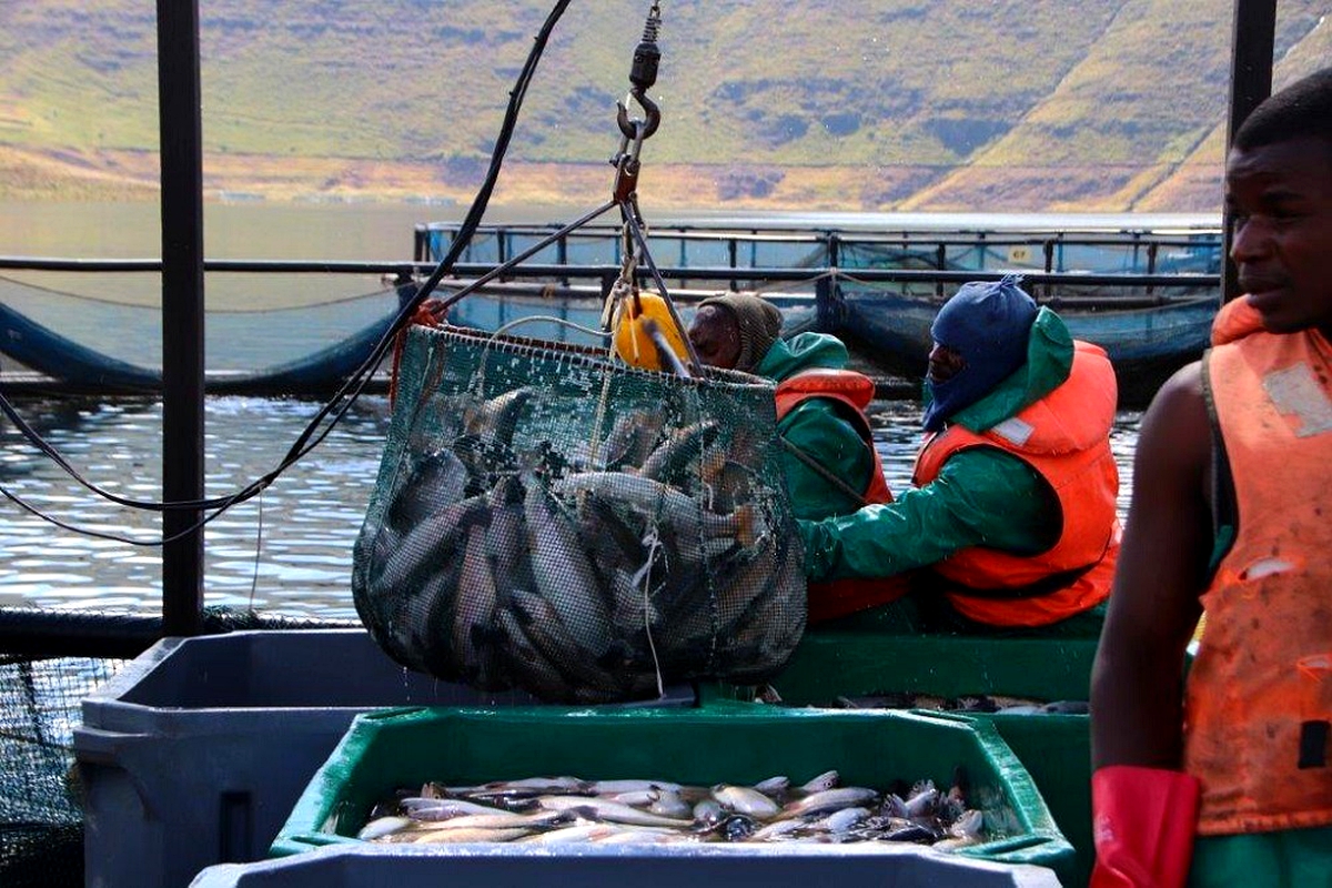 Lesotho finds gold in trout fish farming