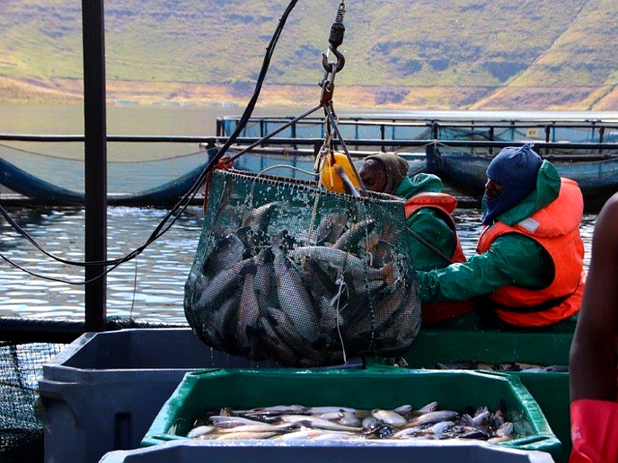 Lesotho finds gold in trout fish farming
