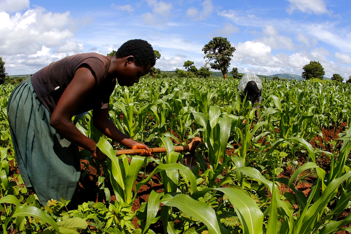 Transforming African agriculture through mechanization Transforming African agriculture through mechanization