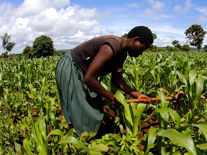 Transforming African agriculture through mechanization