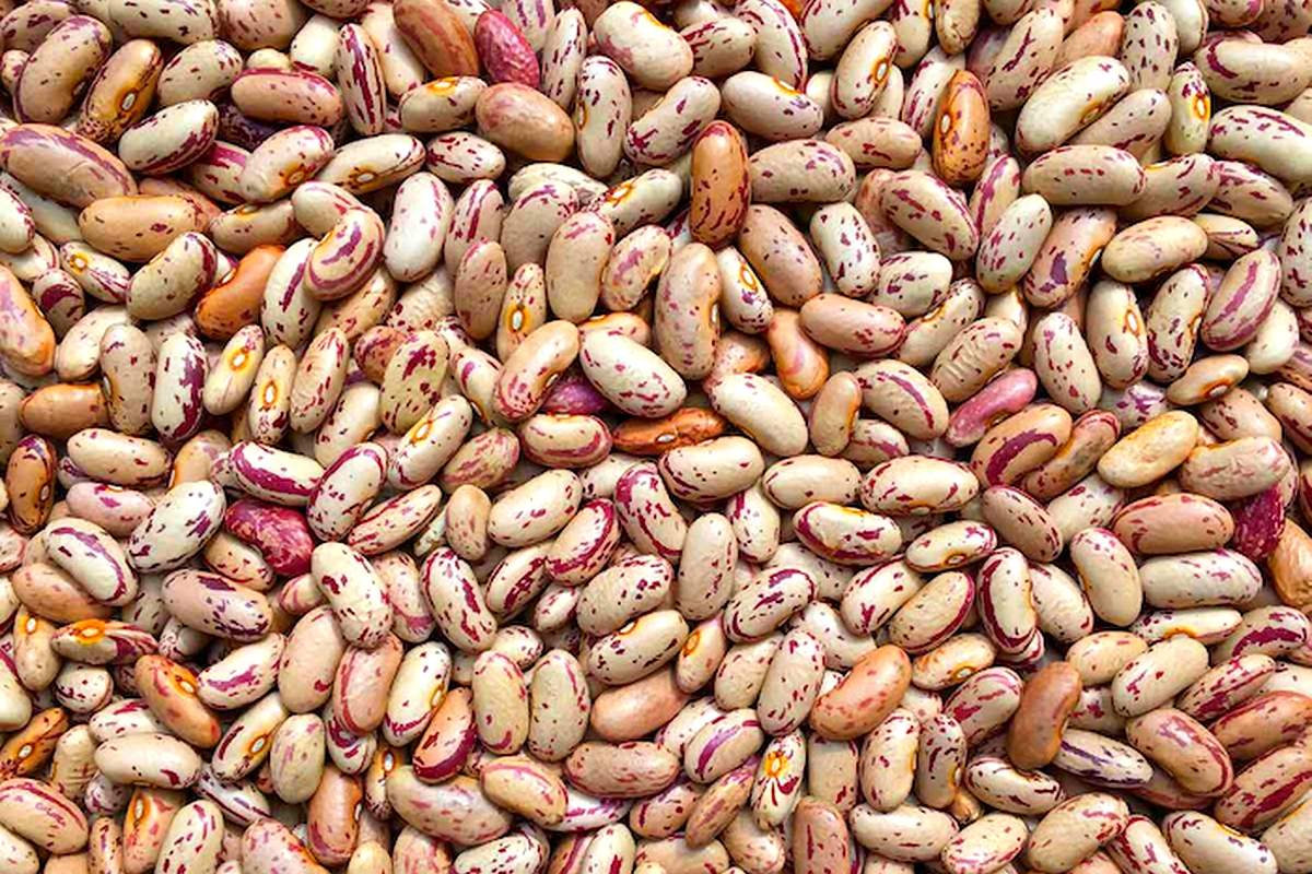 Farmers struggle to market their beans Farmers struggle to market their beans