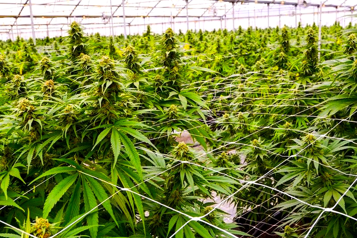 Lesotho cannabis exported to Israel