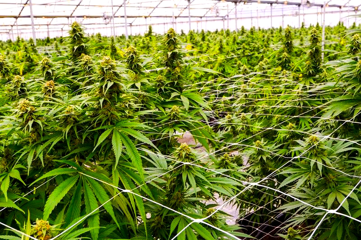 Lesotho cannabis exported to Israel Lesotho cannabis exported to Israel