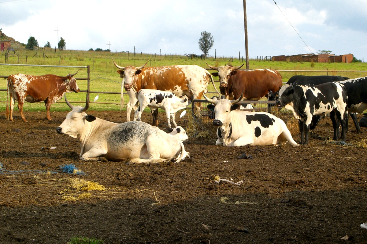 Stock theft breaks farmer’s heart Stock theft breaks farmer’s heart