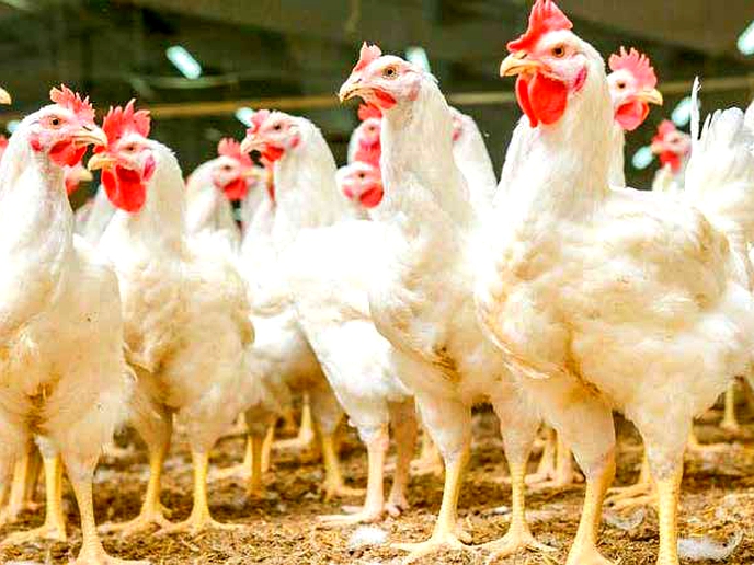 Mon-Foods pledges to feed  nation fresh chicken
