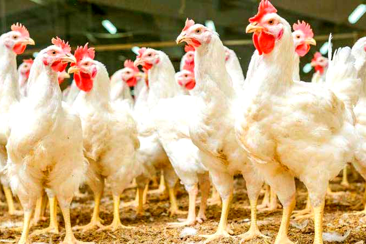Mon-Foods pledges to feed nation fresh chicken Mon-Foods pledges to feed nation fresh chicken