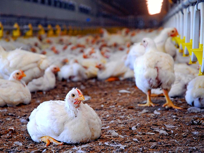 Poultry farmers urged to up production