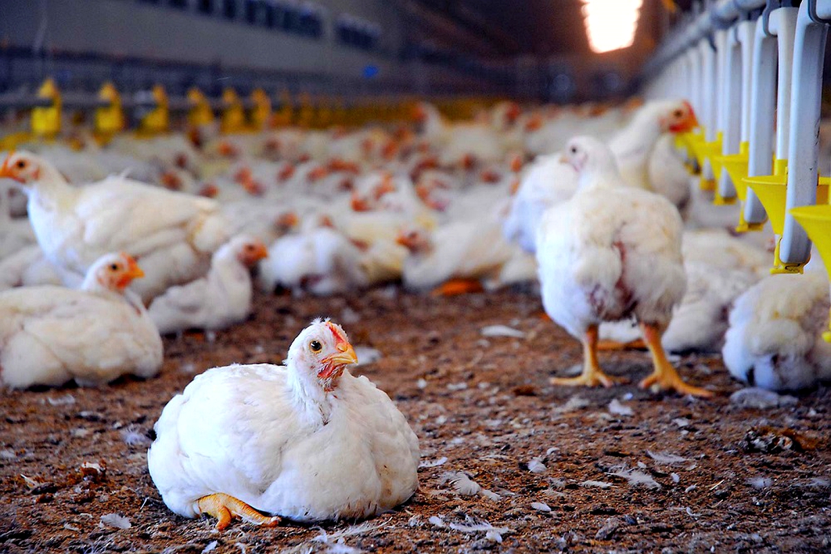 Poultry farmers urged to up production Poultry farmers urged to up production