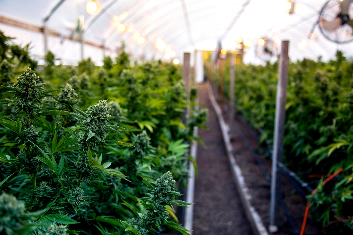 Investment grows in Lesotho’s marijuana market Investment grows in Lesotho’s marijuana market