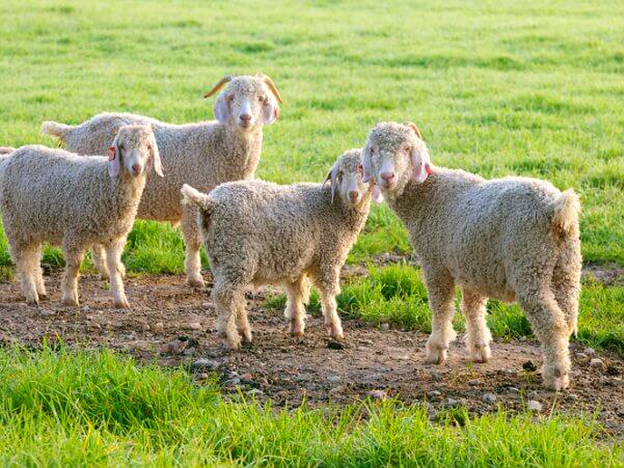 DPE brings wool and mohair stakeholders together