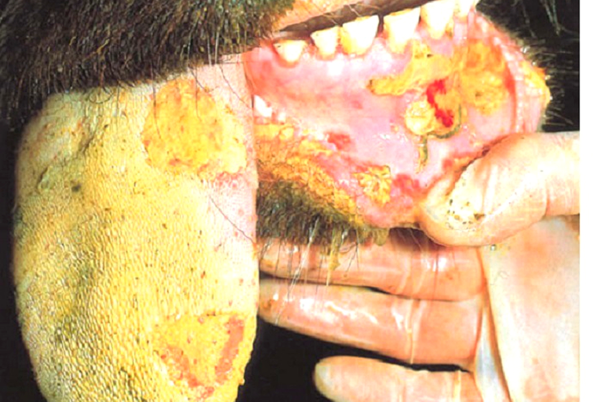 Foot-and-mouth hits meat market Foot-and-mouth hits meat market