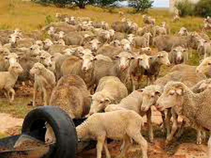 Nedbank to testify against wool farmers