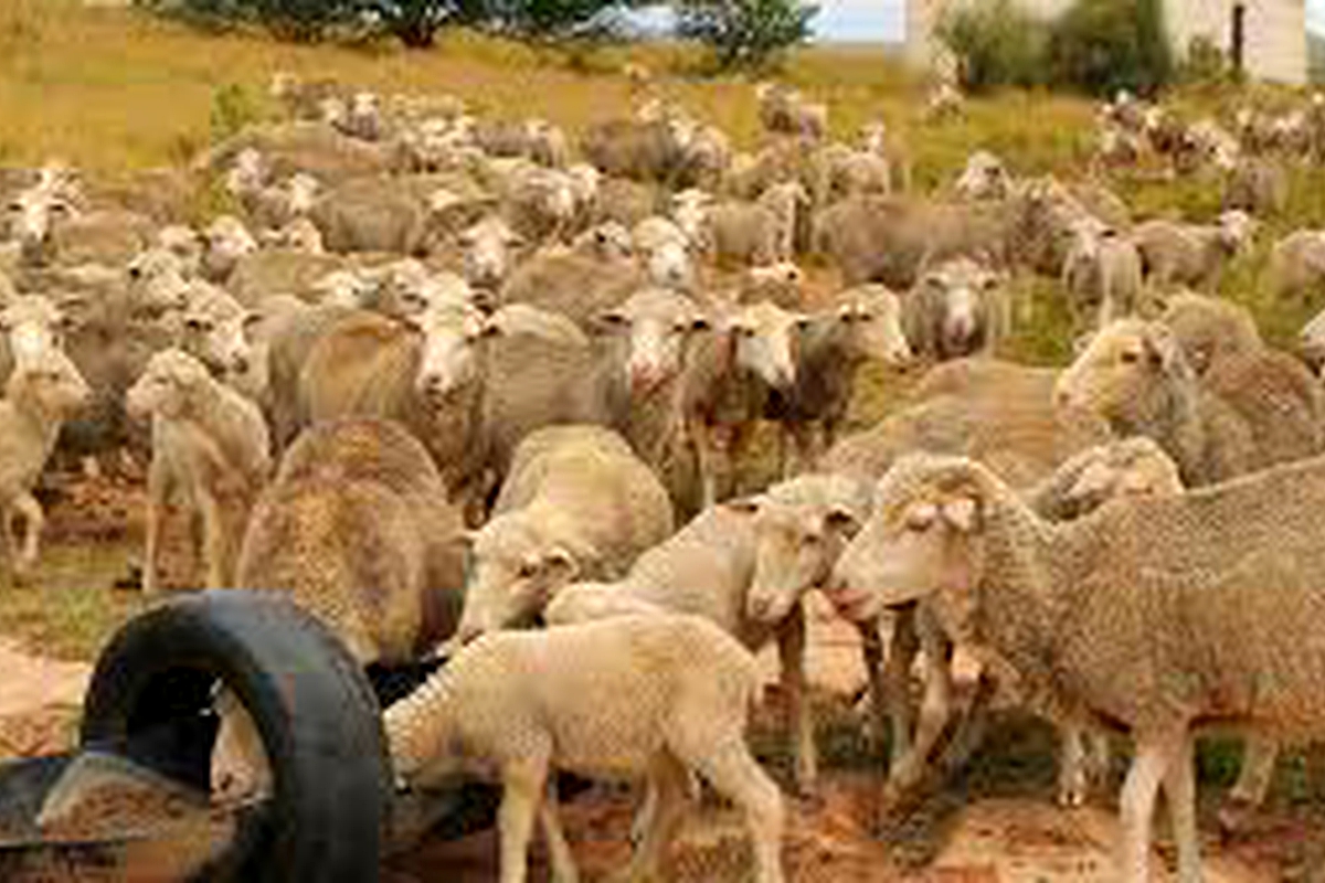 Nedbank to testify against wool farmers Nedbank to testify against wool farmers