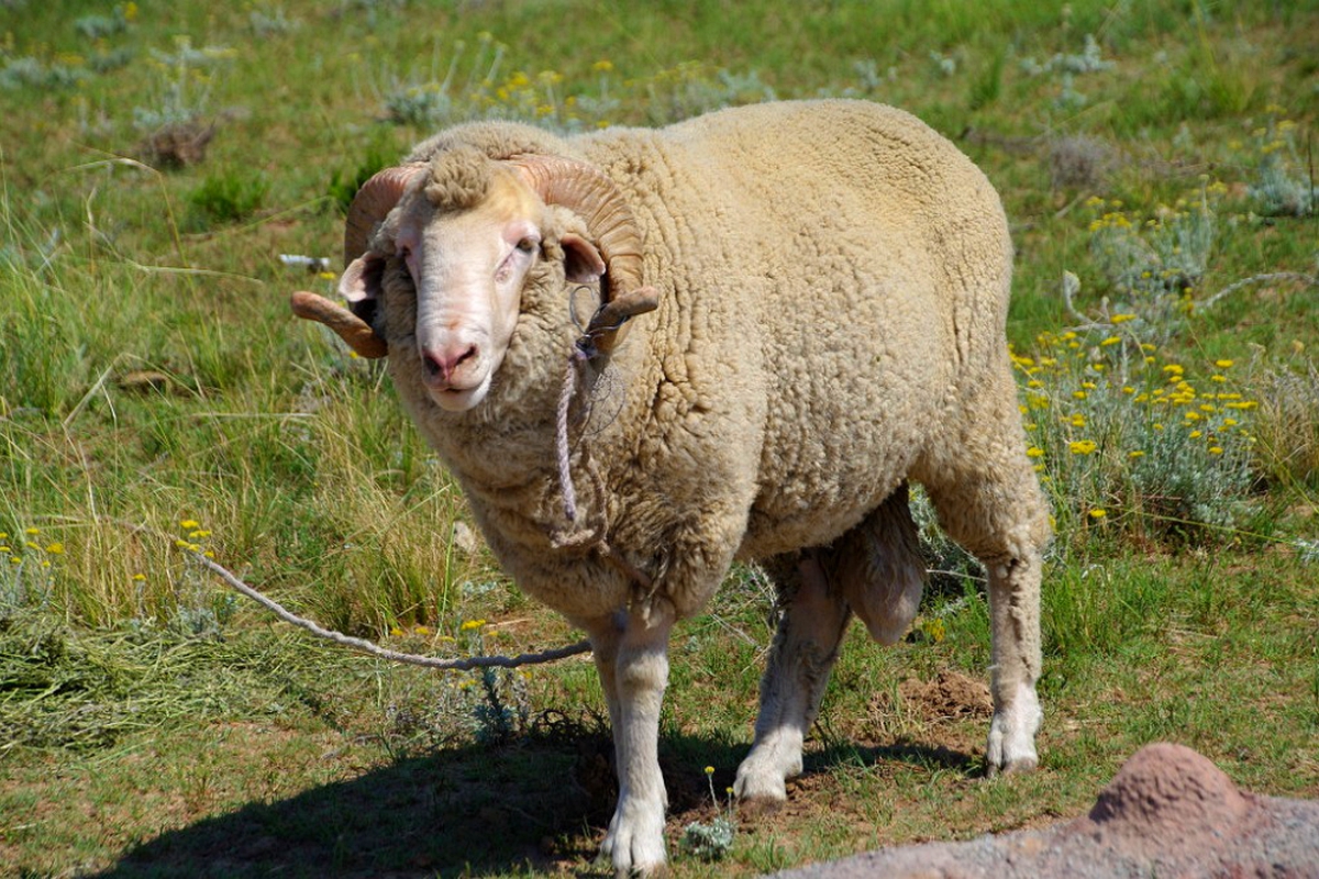 Wool, mohair shenanigans continue Wool, mohair shenanigans continue