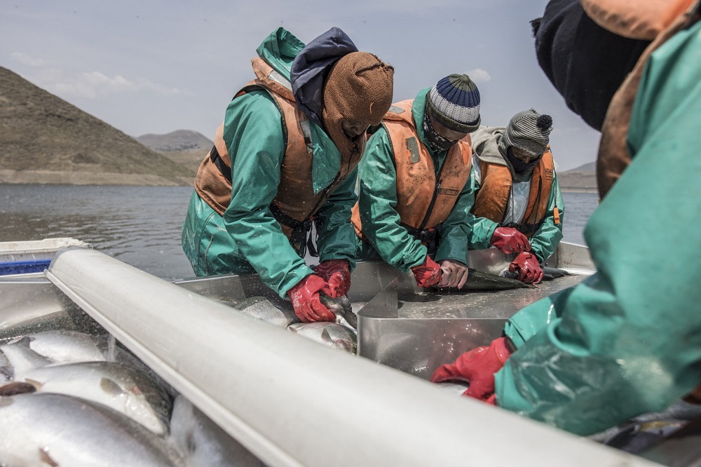 Lesotho finds gold in trout fish farming