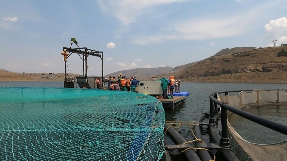 Lesotho finds gold in trout fish farming Lesotho finds gold in trout fish farming